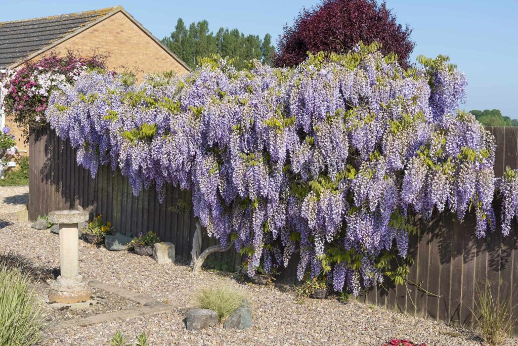 Enorm grote (brede) wisteria in een tuin