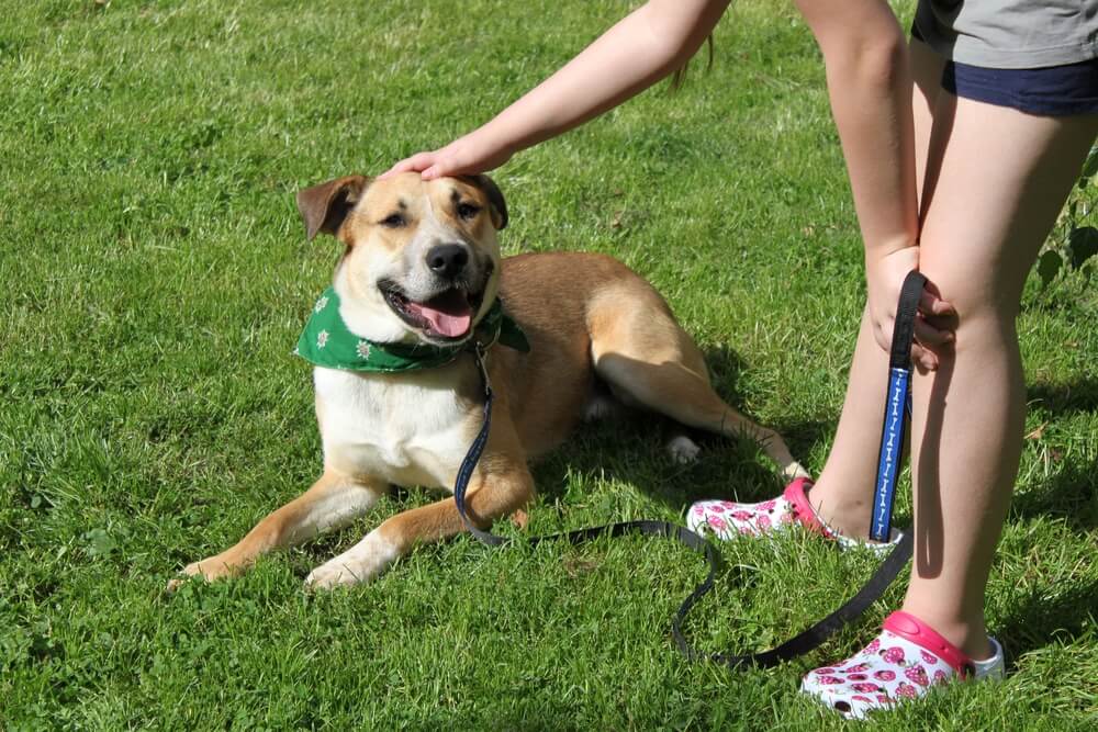 Hond en kind op gazon