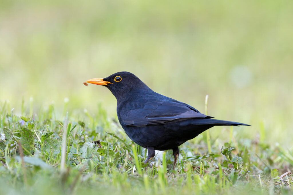 Merel zoekt eten op gras