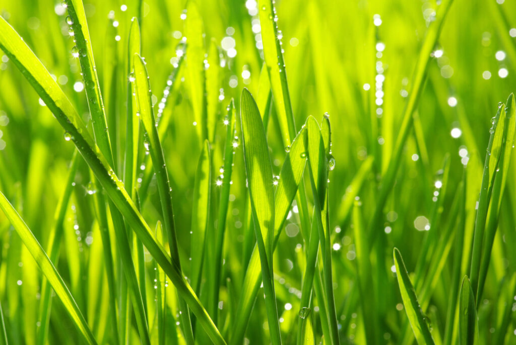 Close up van grassprieten met waterdruppels erop