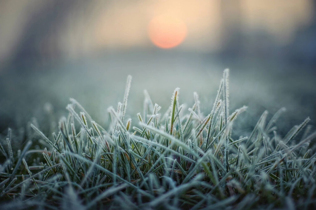 Gras in de ochtendvorst