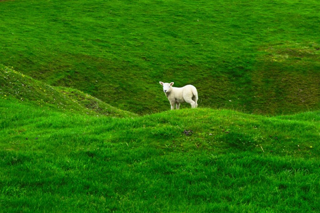 Groen grasveld met lam